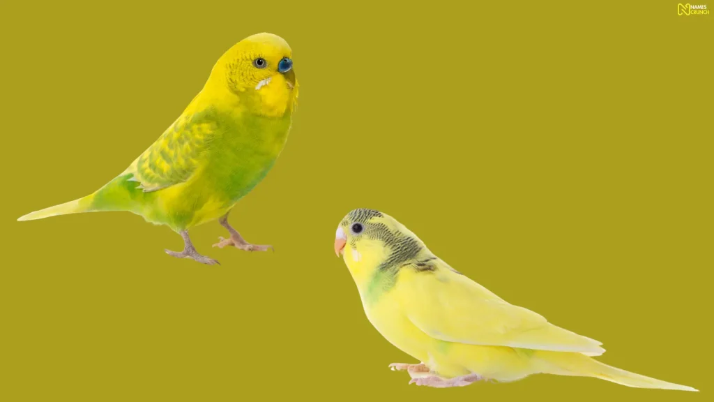 Funny Yellow Budgie Names
